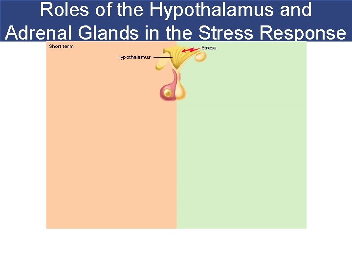 Roles of the Hypothalamus and Adrenal Glands in the Stress Response Short term Stress