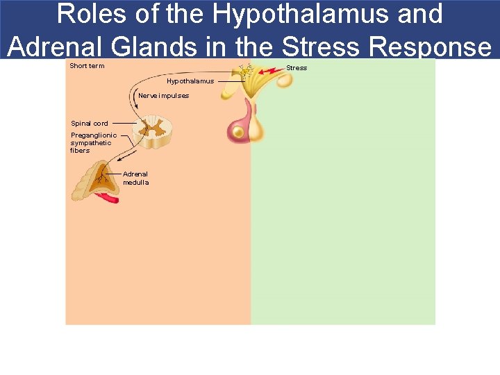 Roles of the Hypothalamus and Adrenal Glands in the Stress Response Short term Stress