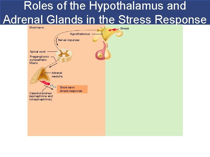 Roles of the Hypothalamus and Adrenal Glands in the Stress Response Short term Stress