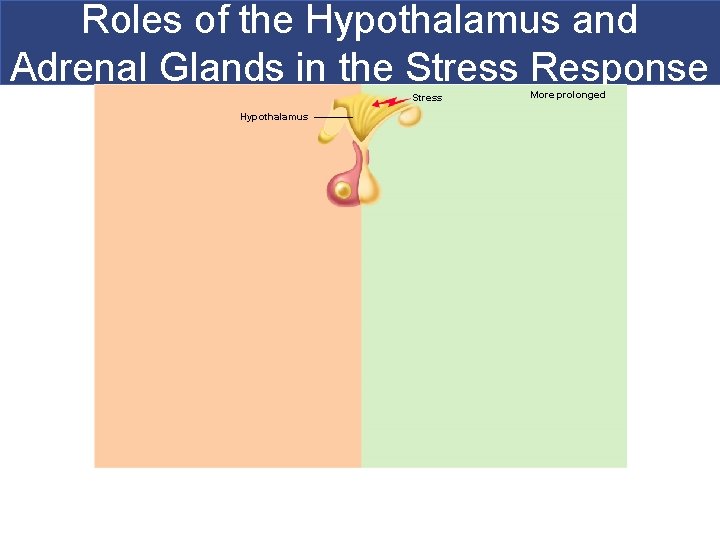 Roles of the Hypothalamus and Adrenal Glands in the Stress Response Stress Hypothalamus More