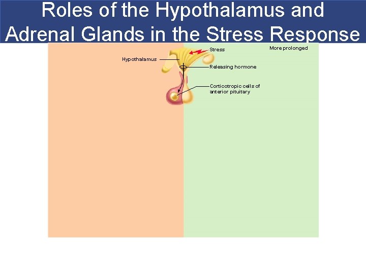 Roles of the Hypothalamus and Adrenal Glands in the Stress Response Stress Hypothalamus Releasing