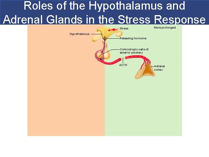 Roles of the Hypothalamus and Adrenal Glands in the Stress Response Stress More prolonged