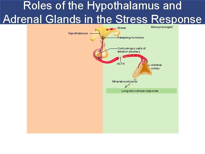 Roles of the Hypothalamus and Adrenal Glands in the Stress Response Stress More prolonged