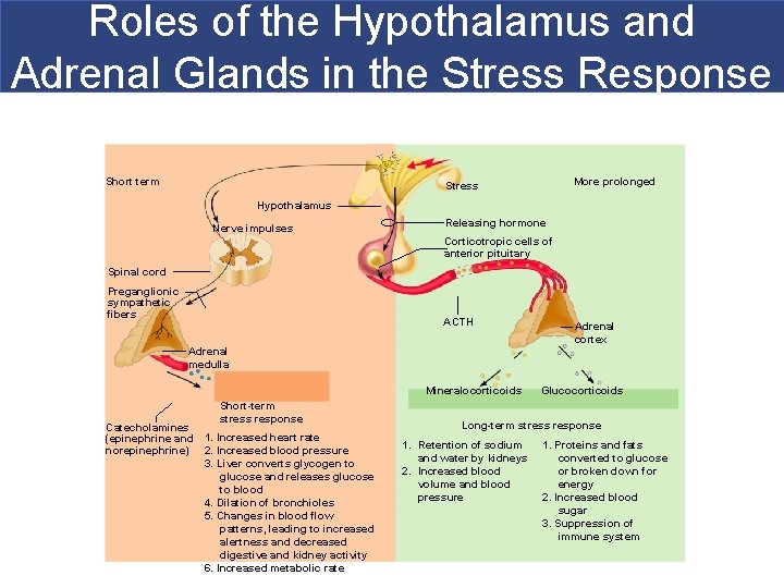 Roles of the Hypothalamus and Adrenal Glands in the Stress Response Short term More