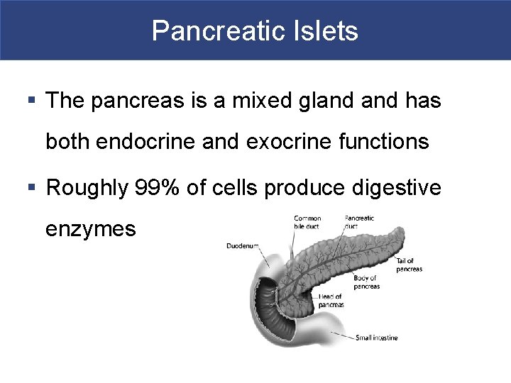 Pancreatic Islets § The pancreas is a mixed gland has both endocrine and exocrine