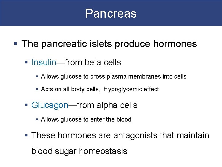 Pancreas § The pancreatic islets produce hormones § Insulin—from beta cells § Allows glucose