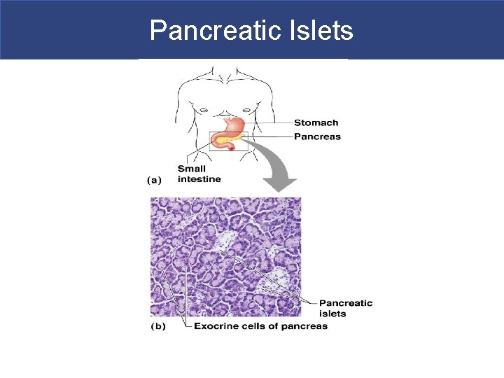 Pancreatic Islets 