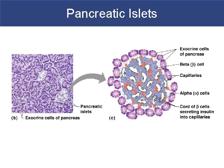 Pancreatic Islets 