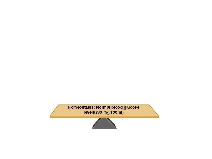 Homeostasis: Normal blood glucose levels (90 mg/100 ml) 