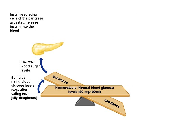 Insulin-secreting cells of the pancreas activated; release insulin into the blood Elevated blood sugar