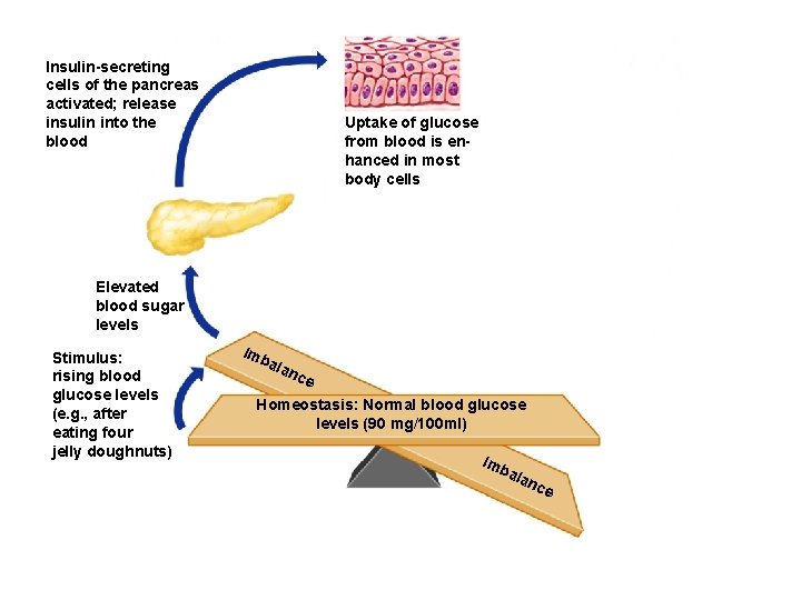 Insulin-secreting cells of the pancreas activated; release insulin into the blood Uptake of glucose