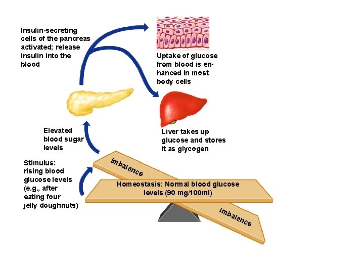 Insulin-secreting cells of the pancreas activated; release insulin into the blood Uptake of glucose