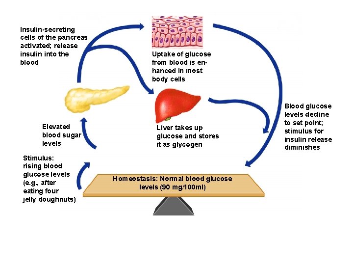 Insulin-secreting cells of the pancreas activated; release insulin into the blood Elevated blood sugar