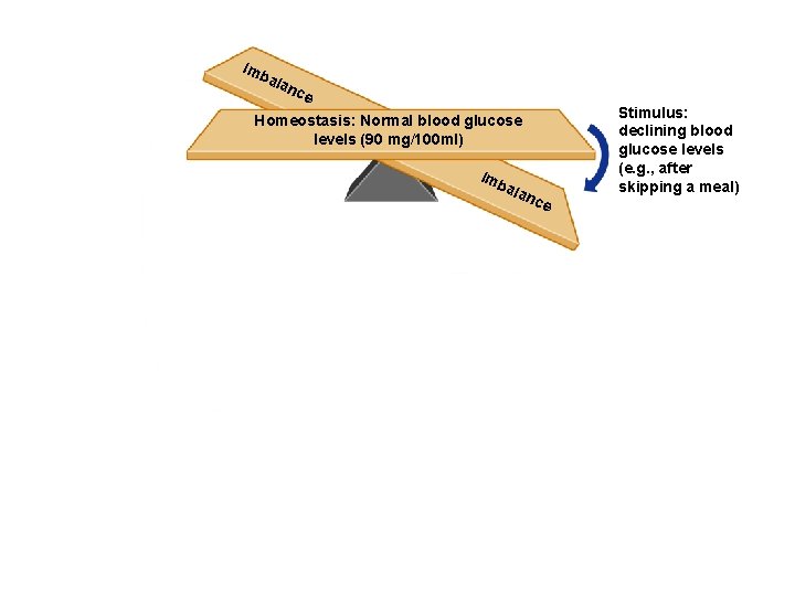 Imb ala nce Homeostasis: Normal blood glucose levels (90 mg/100 ml) Imb ala nce