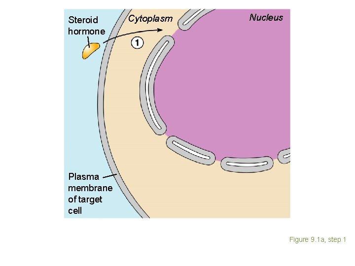 Steroid hormone Cytoplasm Nucleus Plasma membrane of target cell Figure 9. 1 a, step