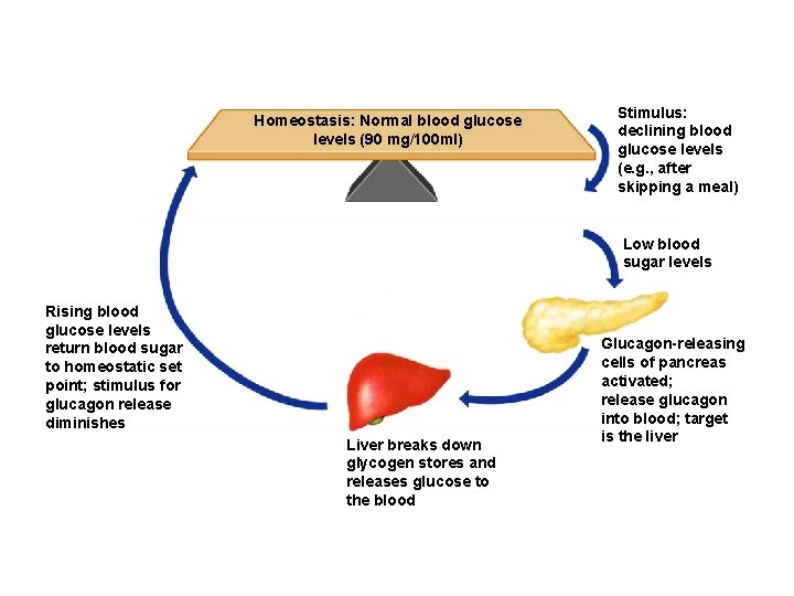Homeostasis: Normal blood glucose levels (90 mg/100 ml) Stimulus: declining blood glucose levels (e.