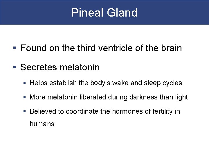 Pineal Gland § Found on the third ventricle of the brain § Secretes melatonin
