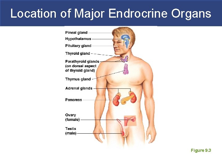 Location of Major Endrocrine Organs Figure 9. 3 
