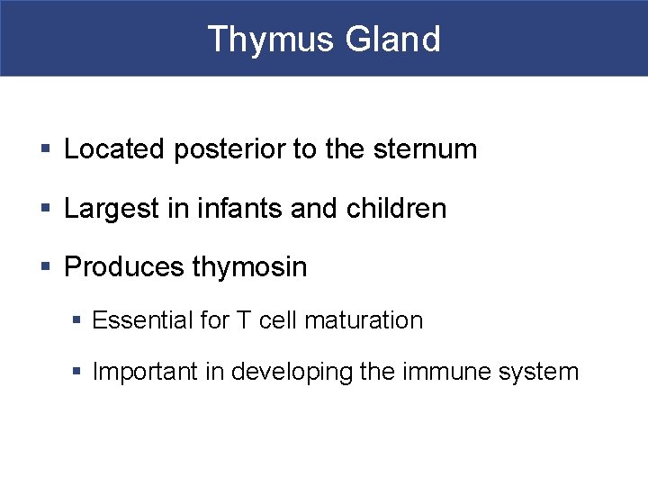 Thymus Gland § Located posterior to the sternum § Largest in infants and children