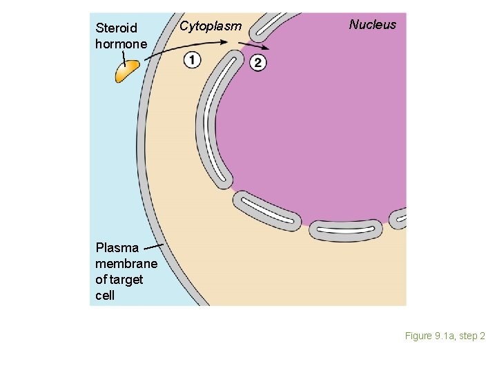 Steroid hormone Cytoplasm Nucleus Plasma membrane of target cell Figure 9. 1 a, step