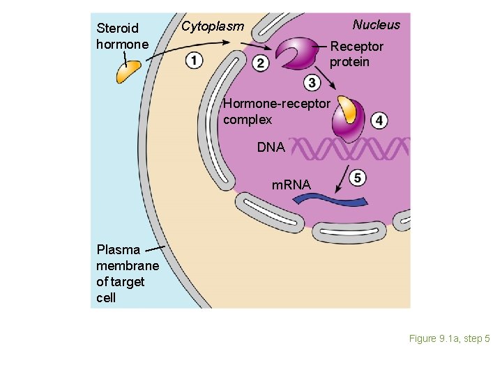 Steroid hormone Nucleus Cytoplasm Receptor protein Hormone-receptor complex DNA m. RNA Plasma membrane of