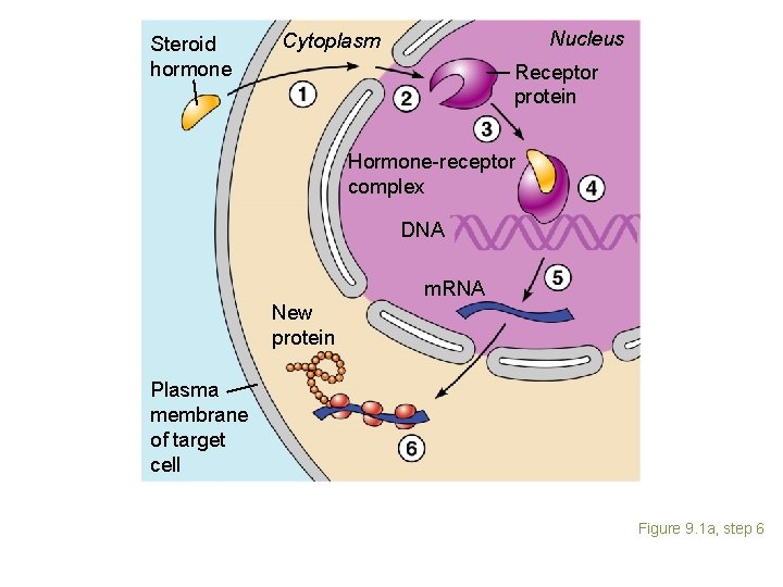 Steroid hormone Nucleus Cytoplasm Receptor protein Hormone-receptor complex DNA m. RNA New protein Plasma