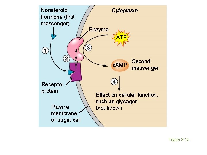 Nonsteroid hormone (first messenger) Cytoplasm Enzyme ATP c. AMP Receptor protein Plasma membrane of