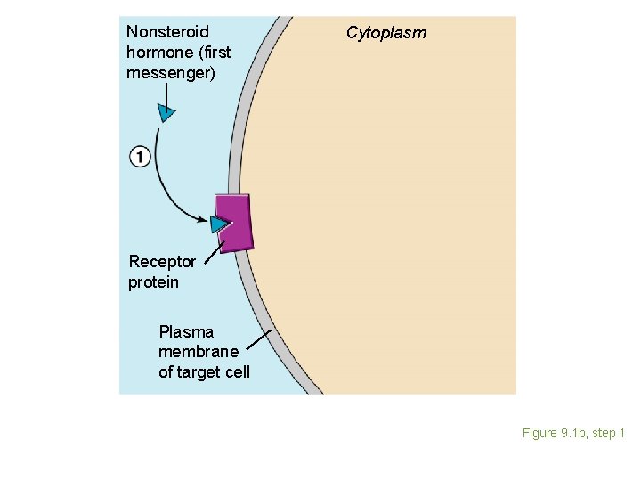 Nonsteroid hormone (first messenger) Cytoplasm Receptor protein Plasma membrane of target cell Figure 9.