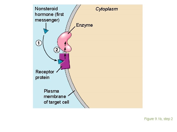 Nonsteroid hormone (first messenger) Cytoplasm Enzyme Receptor protein Plasma membrane of target cell Figure