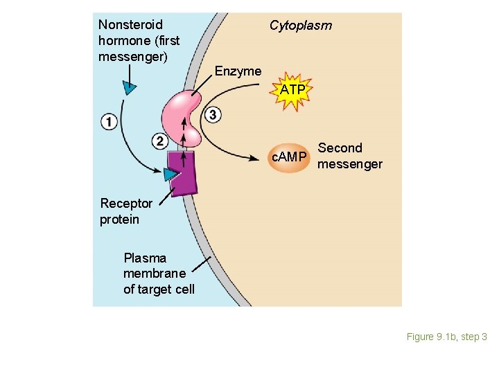 Nonsteroid hormone (first messenger) Cytoplasm Enzyme ATP c. AMP Second messenger Receptor protein Plasma