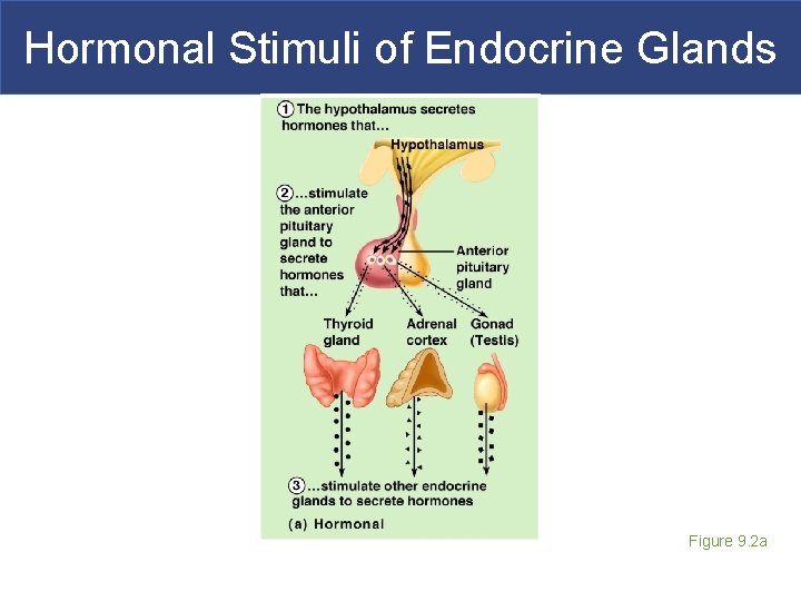 Hormonal Stimuli of Endocrine Glands Figure 9. 2 a 