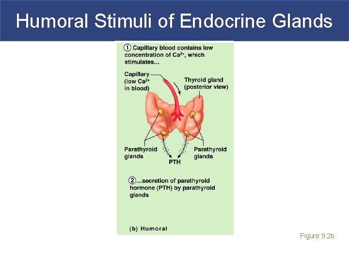 Humoral Stimuli of Endocrine Glands Figure 9. 2 b 