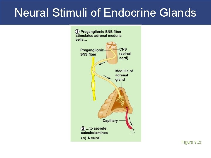 Neural Stimuli of Endocrine Glands Figure 9. 2 c 