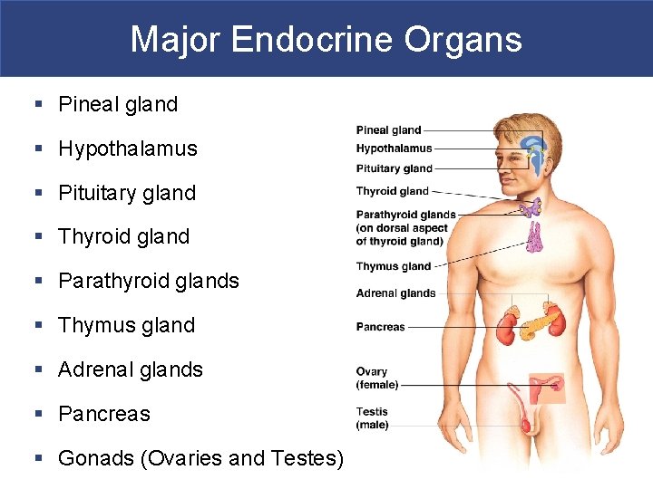 Major Endocrine Organs § Pineal gland § Hypothalamus § Pituitary gland § Thyroid gland