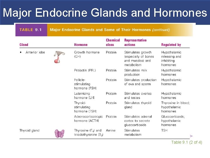 Major Endocrine Glands and Hormones Table 9. 1 (2 of 4) 