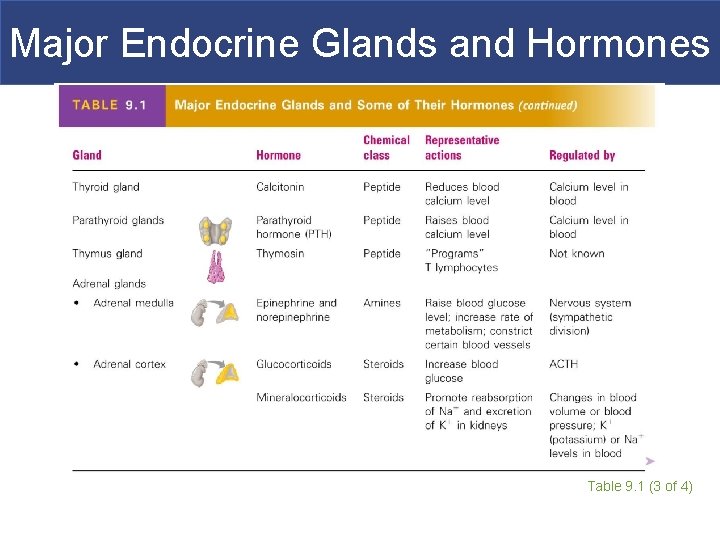 Major Endocrine Glands and Hormones Table 9. 1 (3 of 4) 