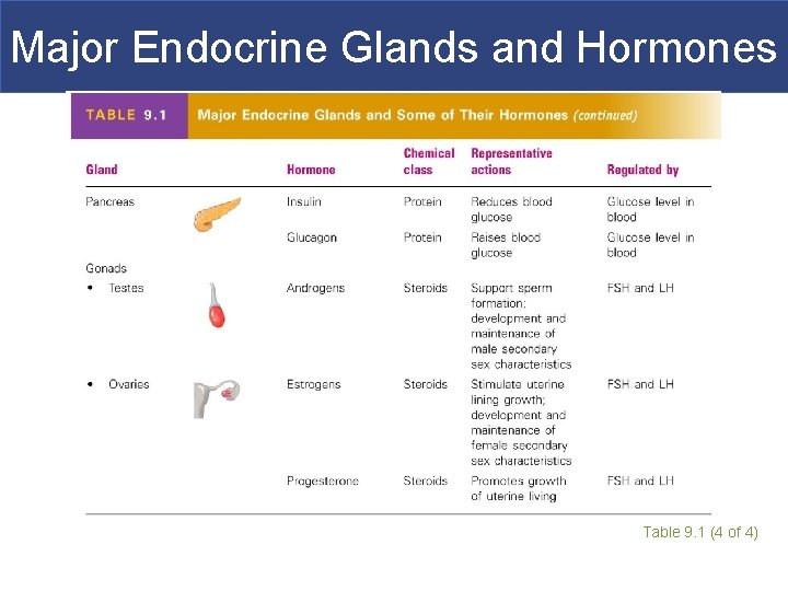 Major Endocrine Glands and Hormones Table 9. 1 (4 of 4) 