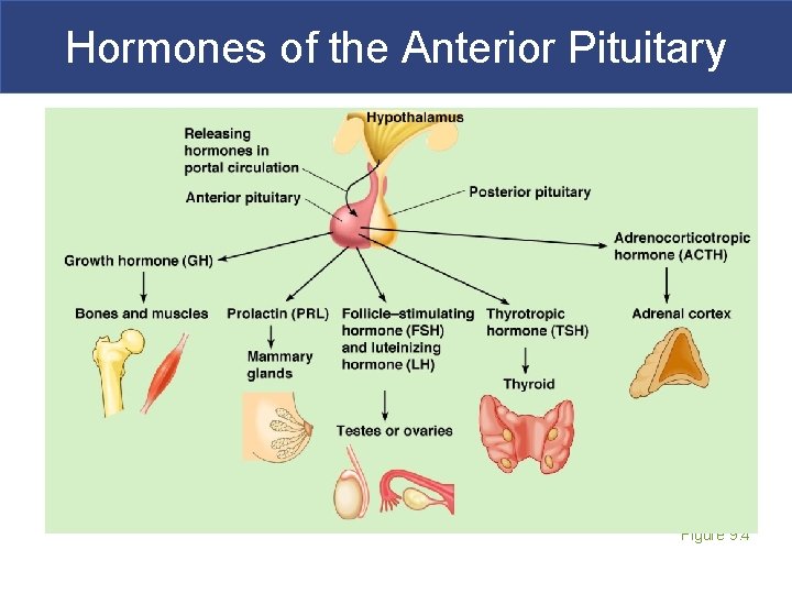 Hormones of the Anterior Pituitary Figure 9. 4 