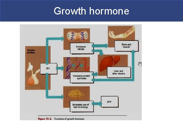Growth hormone 