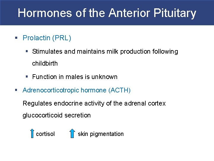 Hormones of the Anterior Pituitary § Prolactin (PRL) § Stimulates and maintains milk production