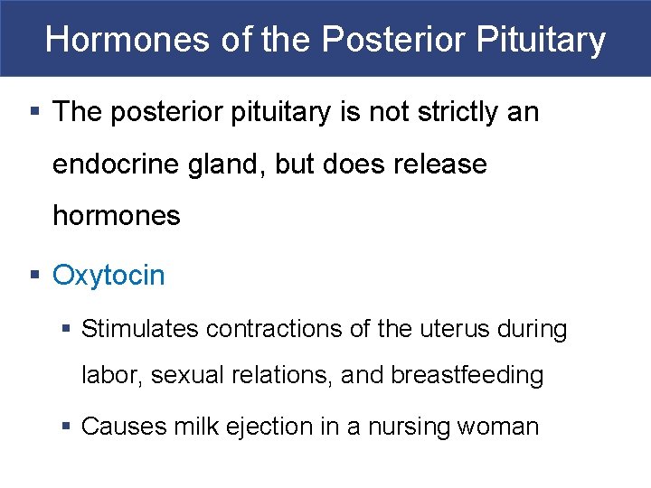 Hormones of the Posterior Pituitary § The posterior pituitary is not strictly an endocrine