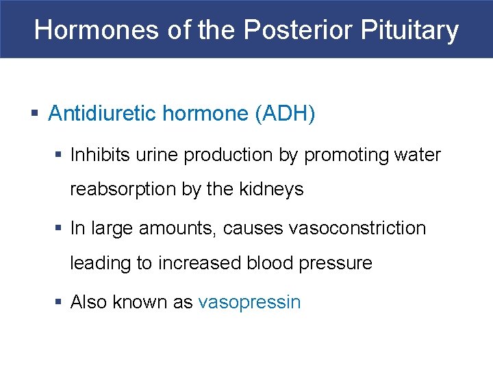 Hormones of the Posterior Pituitary § Antidiuretic hormone (ADH) § Inhibits urine production by