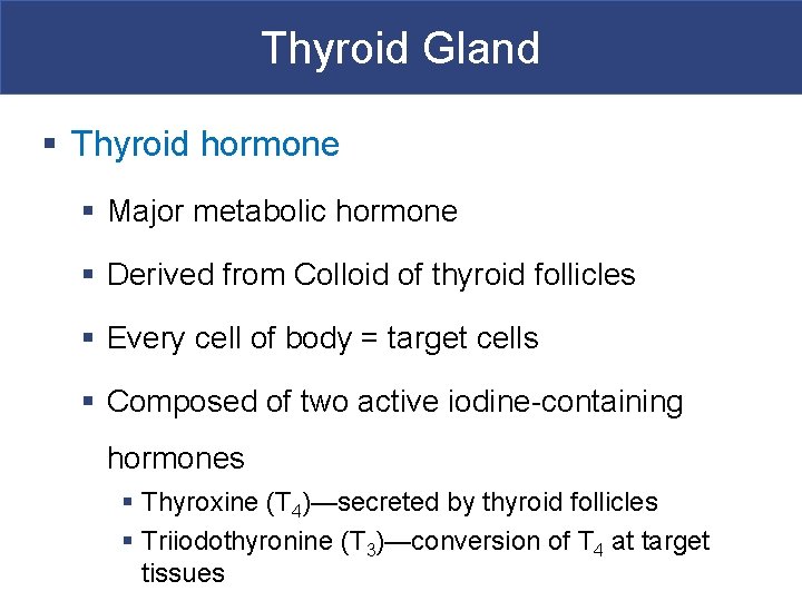 Thyroid Gland § Thyroid hormone § Major metabolic hormone § Derived from Colloid of