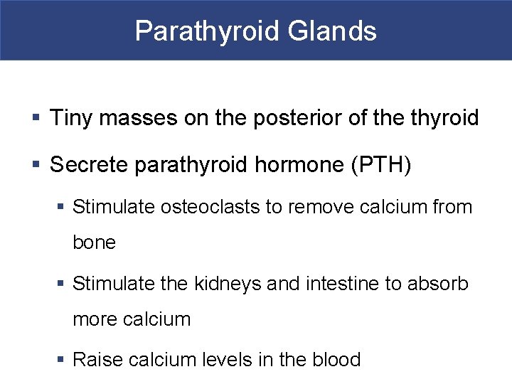Parathyroid Glands § Tiny masses on the posterior of the thyroid § Secrete parathyroid