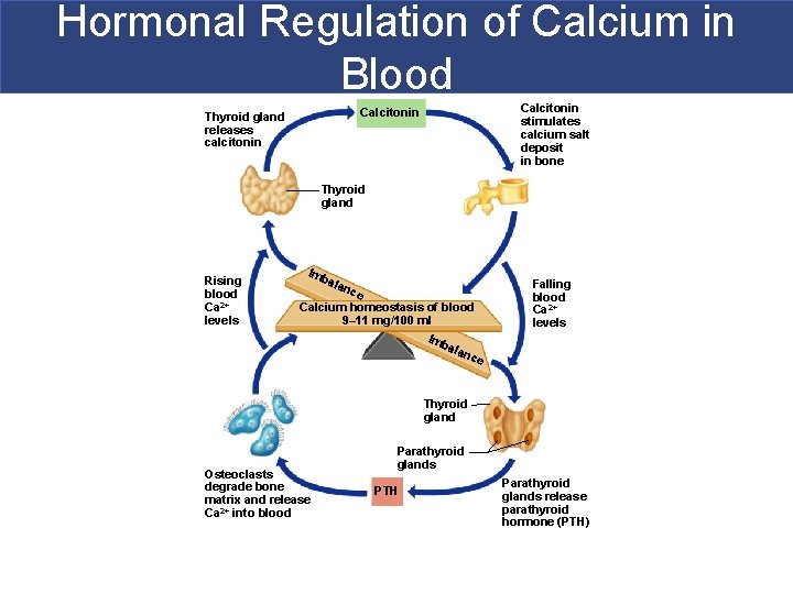 Hormonal Regulation of Calcium in Blood Calcitonin stimulates calcium salt deposit in bone Calcitonin