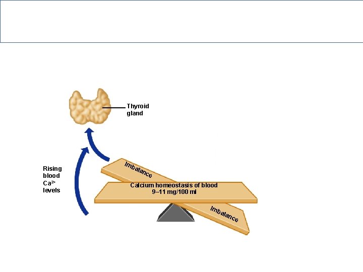 Hormonal Regulation of Calcium in Blood Thyroid gland Rising blood Ca 2+ levels Imb