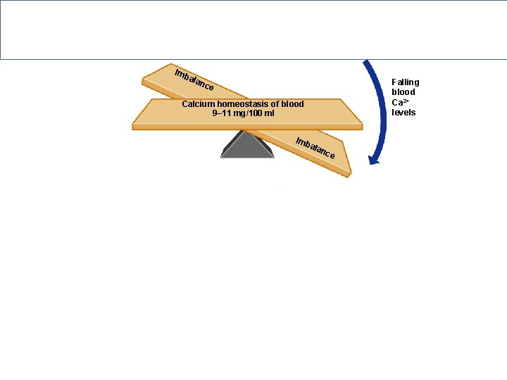 Hormonal Regulation of Calcium in Blood Imb ala Falling blood Ca 2+ levels nce