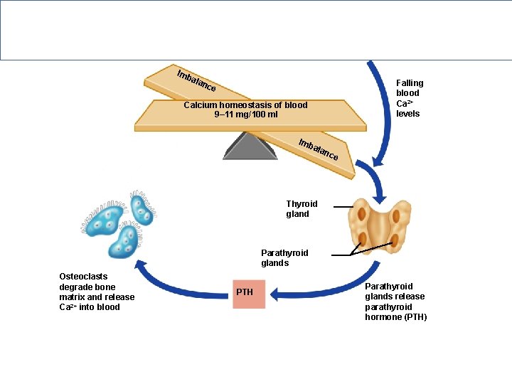 Hormonal Regulation of Calcium in Blood Imb ala Falling blood Ca 2+ levels nce