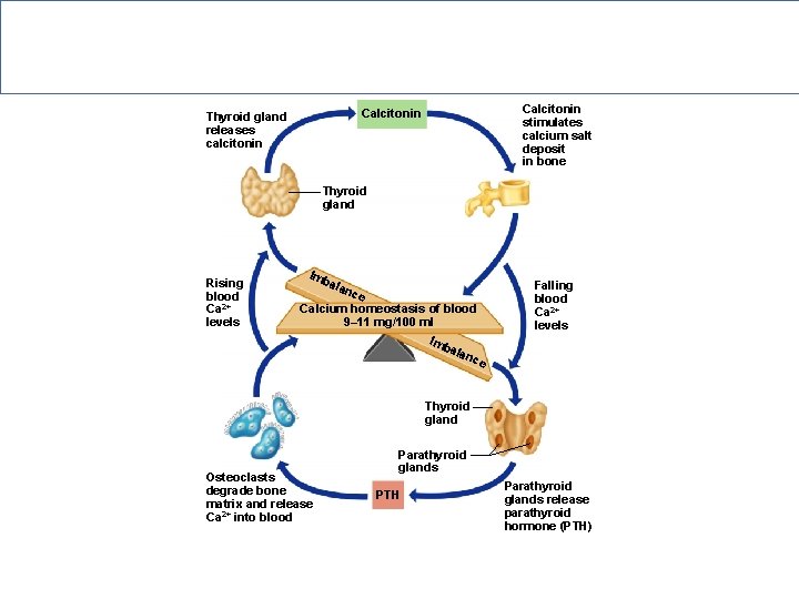 Hormonal Regulation of Calcium in Blood Calcitonin stimulates calcium salt deposit in bone Calcitonin