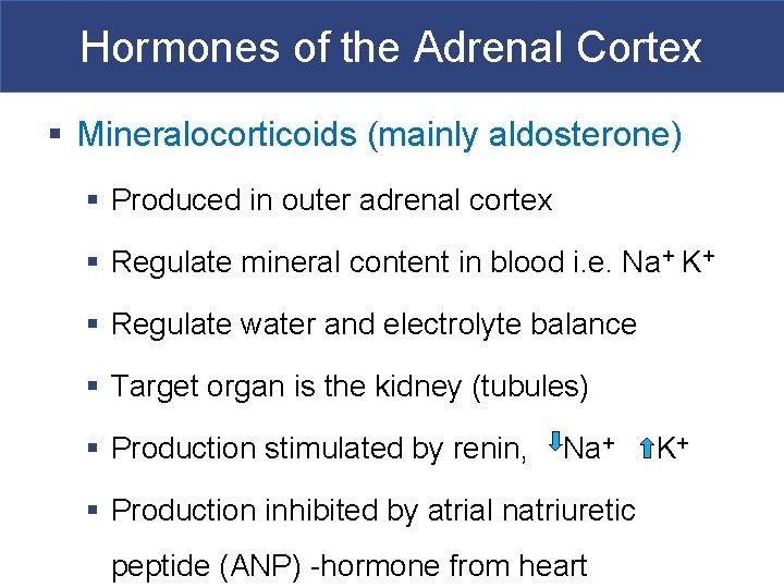 Hormones of the Adrenal Cortex § Mineralocorticoids (mainly aldosterone) § Produced in outer adrenal